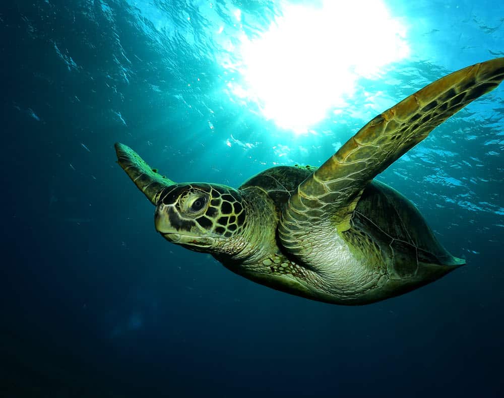 Turtle Trading | TradingSim